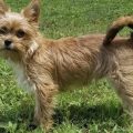 Wire Haired Yorkie