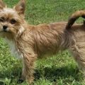 Wire Haired Yorkie Terrier Mix