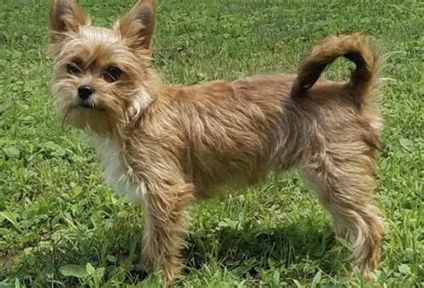 Wire Haired Yorkie Terrier Mix