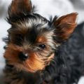 Yorkie 10 Pounds