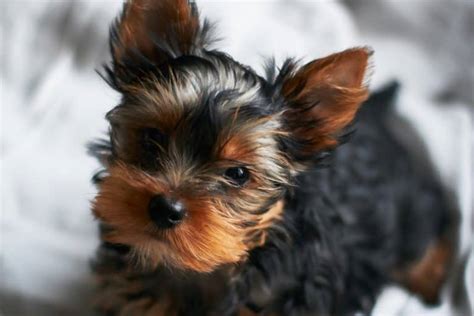 Yorkie 10 Pounds