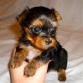 Yorkie 4 Weeks Old