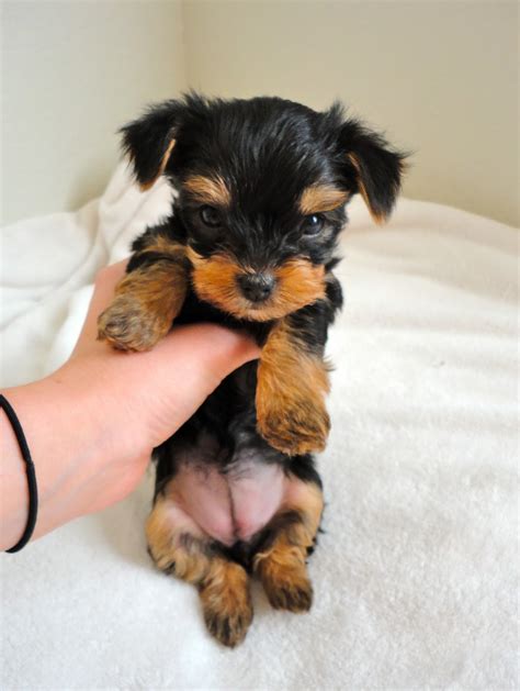 Yorkie 6 Weeks Old