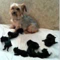 Yorkie 6 Weeks Pregnant