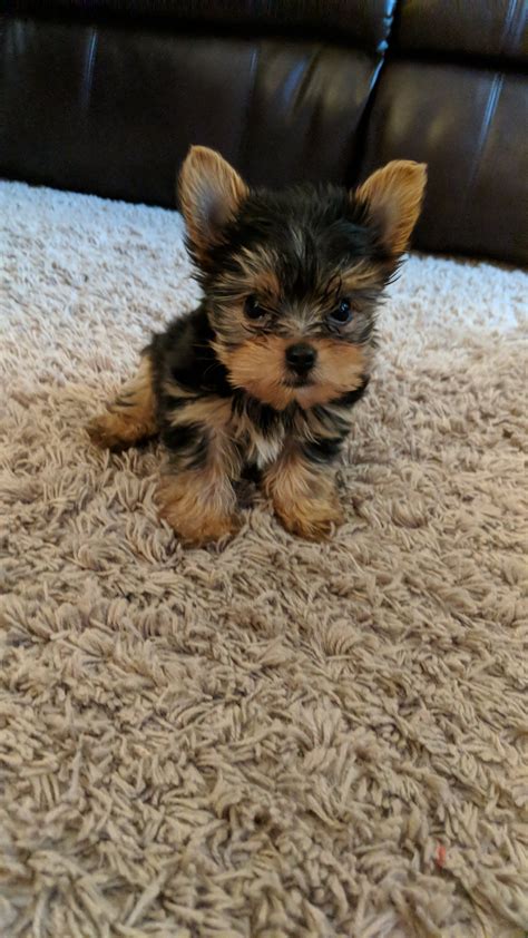 Yorkie 8 Weeks Old