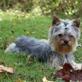 Yorkie Adult