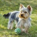 Yorkie Aggressive Behavior Fix