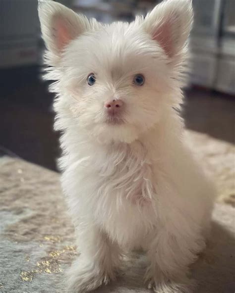 Yorkie Albino