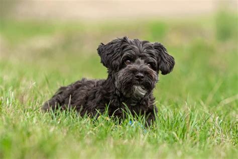 Yorkie All Black