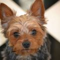 Yorkie Allergy Signs to Know