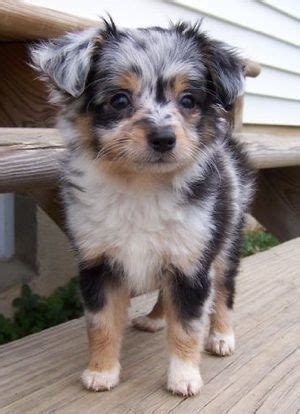 Yorkie And Australian Shepherd Mix