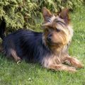 Yorkie And Australian Terrier Mix