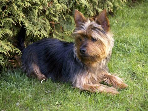 Yorkie And Australian Terrier Mix