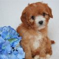 Yorkie And Cavapoo Mix