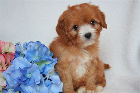 Yorkie And Cavapoo Mix