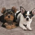 Yorkie And Chihuahua Mix Price