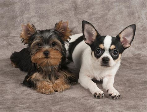 Yorkie And Chihuahua Mix Price