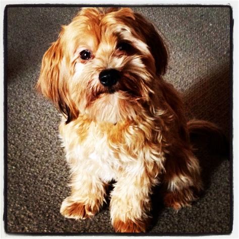 Yorkie And Cockapoo Mix