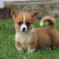 Yorkie And Corgi Mix Puppies