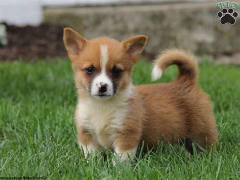 Yorkie And Corgi Mix Puppies