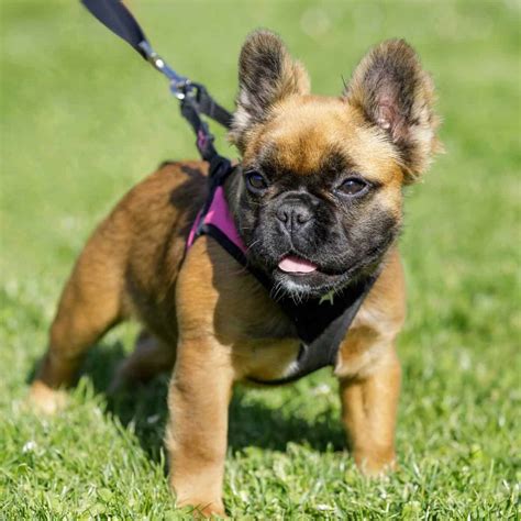 Yorkie And Frenchie Mix