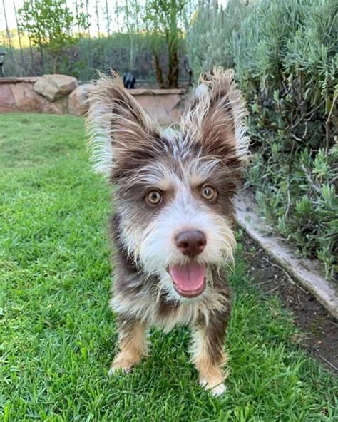 Yorkie And Husky Mix