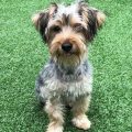 Yorkie And Miniature Schnauzer Mix