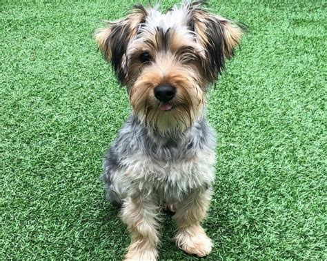 Yorkie And Miniature Schnauzer Mix