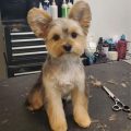 Yorkie And Teddy Bear Mix