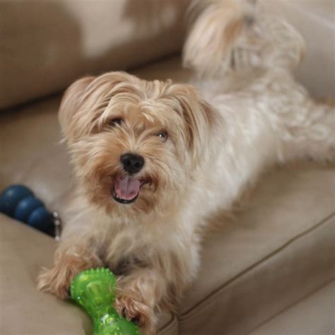 Yorkie And Yorkie Mix