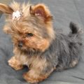 Yorkie At 3 Months