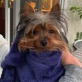 Yorkie Bath Time: How Often?