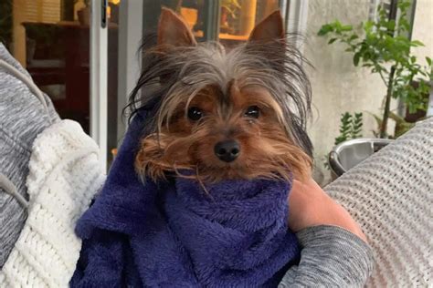 Yorkie Bath Time: How Often?