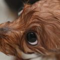 Yorkie Bathing Tips: Do’s and Don’ts