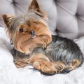 Yorkie Bed