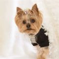 Yorkie Behavior Problems And Fixes