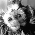 Yorkie Black And White