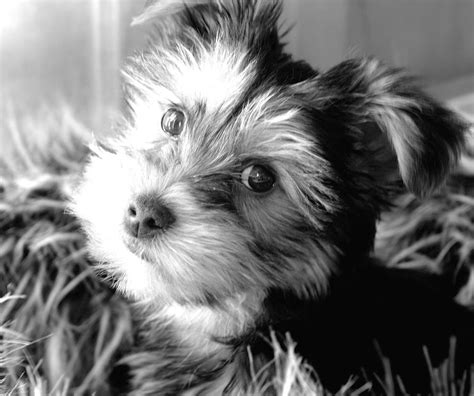 Yorkie Black And White