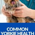 Yorkie Bone Health Guide