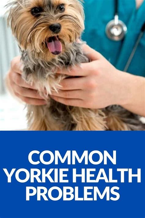 Yorkie Bone Health Guide