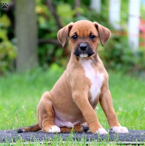 Yorkie Boxer Mix Puppies