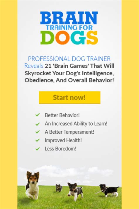 Yorkie Brain Games For Skills