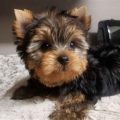 Yorkie Breeder