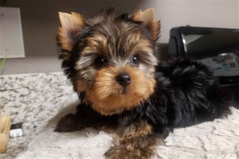 Yorkie Breeder