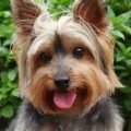 Yorkie Breeding Basics Guide