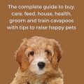 Yorkie Cavapoo Mix care and training tips