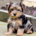 Yorkie Chow Mix Puppies