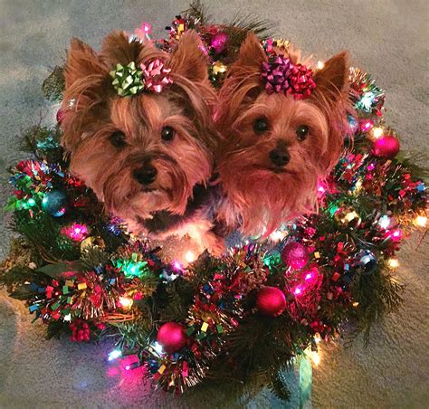 Yorkie Christmas Lights