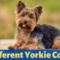 Yorkie Coat Types