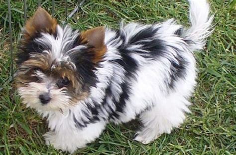 Yorkie Cross